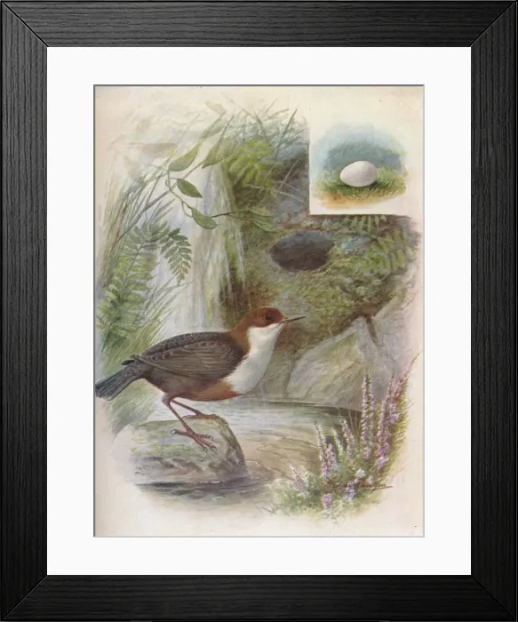 Framed Print : Dipper or Water-Ousel - Cin clus aquat icus, c1910, (1910). Artist: George James Rankin Framed Print : Dipper or Water-Ousel - Cin clus aquat icus, c1910, (1910). Artist: George James Rankin
