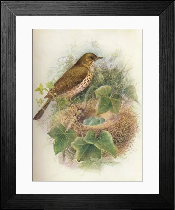 Framed Print : Song-Thrush or Mavis - Tur dus mu sicus, c1910, (1910). Artist: George James Rankin Framed Print : Song-Thrush or Mavis - Tur dus mu sicus, c1910, (1910). Artist: George James Rankin