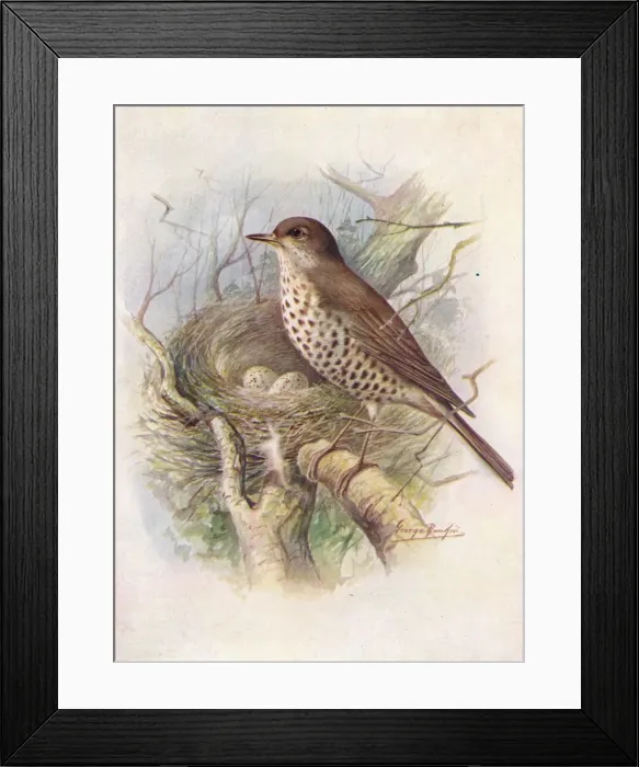 Framed Print : Mistle-Thrush - Tur dus visciv orus, c1910, (1910). Artist: George James Rankin Framed Print : Mistle-Thrush - Tur dus visciv orus, c1910, (1910). Artist: George James Rankin