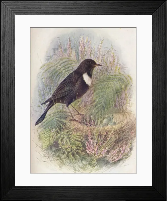 Framed Print : Ring-Ousel - Tur dus torqua tus, c1910, (1910). Artist: George James Rankin Framed Print : Ring-Ousel - Tur dus torqua tus, c1910, (1910). Artist: George James Rankin
