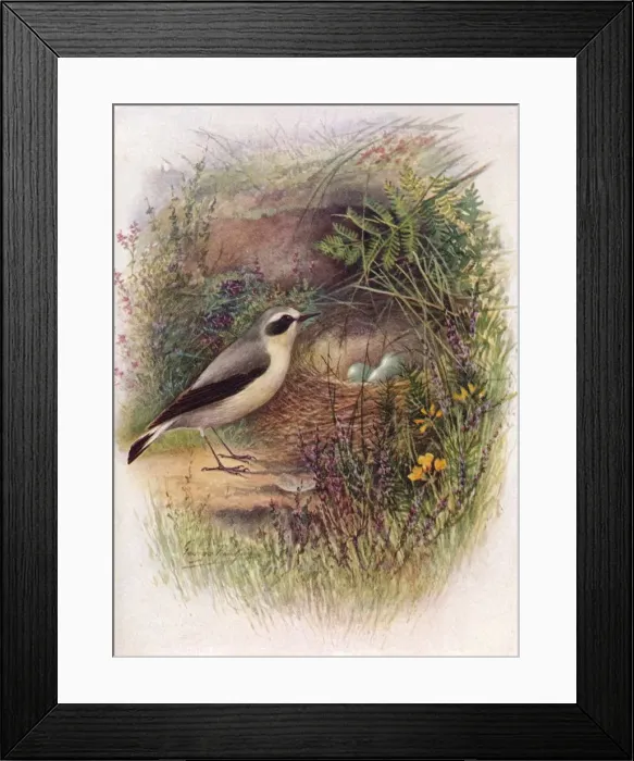 Framed Print : Wheatear - Saxic ola oenan the, c1910, (1910). Artist: George James Rankin Framed Print : Wheatear - Saxic ola oenan the, c1910, (1910). Artist: George James Rankin