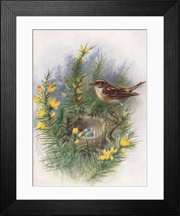 Framed Print : Whinchat - Pratin cola rubet ra, c1910, (1910). Artist: George James Rankin Framed Print : Whinchat - Pratin cola rubet ra, c1910, (1910). Artist: George James Rankin