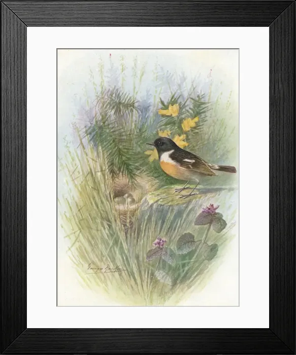 Framed Print : Stonechat - Pratin cola rubic ola, c1910, (1910). Artist: George James Rankin Framed Print : Stonechat - Pratin cola rubic ola, c1910, (1910). Artist: George James Rankin