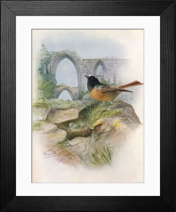 Framed Print : Redstart - Ruticil la phoenicu rus, c1910, (1910). Artist: George James Rankin Framed Print : Redstart - Ruticil la phoenicu rus, c1910, (1910). Artist: George James Rankin