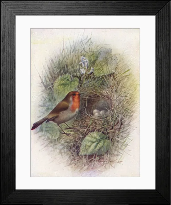 Framed Print : Redbreast or Robin - Erith acus rubec ula, c1910, (1910). Artist: George James Rankin Framed Print : Redbreast or Robin - Erith acus rubec ula, c1910, (1910). Artist: George James Rankin