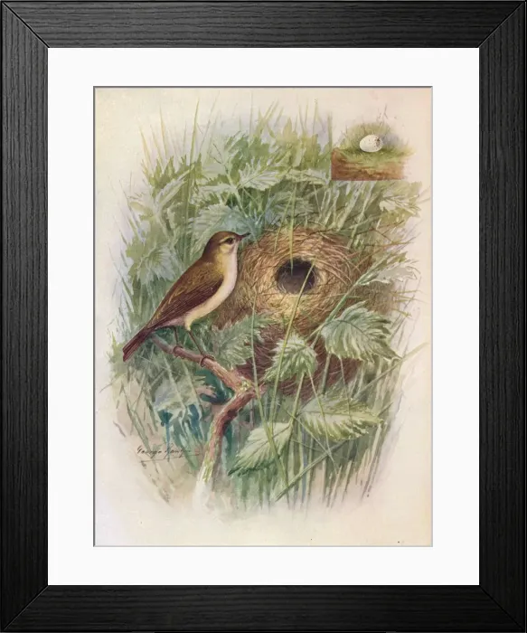 Framed Print : Chiff-Chaff - Phyllos copus ru fus, c1910, (1910). Artist: George James Rankin Framed Print : Chiff-Chaff - Phyllos copus ru fus, c1910, (1910). Artist: George James Rankin