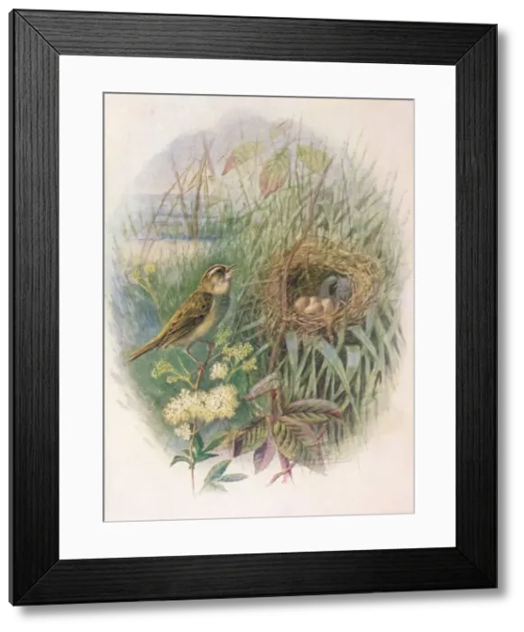 Framed Print : Sedge-Warbler - Acroceph alus phragmi tis, c1910, (1910). Artist: George James Rankin Framed Print : Sedge-Warbler - Acroceph alus phragmi tis, c1910, (1910). Artist: George James Rankin