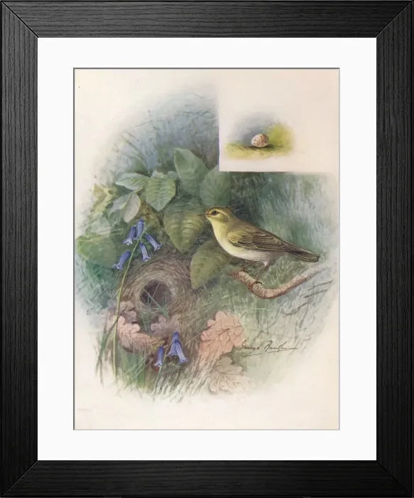 Framed Print : Wood-Wren - Phyllos copus sibila trix, c1910, (1910). Artist: George James Rankin Framed Print : Wood-Wren - Phyllos copus sibila trix, c1910, (1910). Artist: George James Rankin