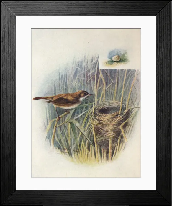 Framed Print : Reed-Warbler - Acroceph alus strep erus, c1910, (1910). Artist: George James Rankin Framed Print : Reed-Warbler - Acroceph alus strep erus, c1910, (1910). Artist: George James Rankin