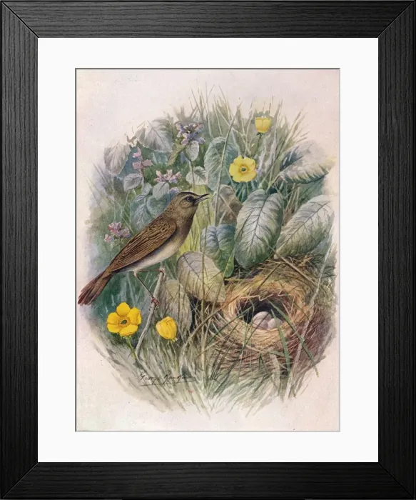 Framed Print : Grasshopper-Warbler - Locustel la nae via, c1910, (1910). Artist: George James Rankin Framed Print : Grasshopper-Warbler - Locustel la nae via, c1910, (1910). Artist: George James Rankin