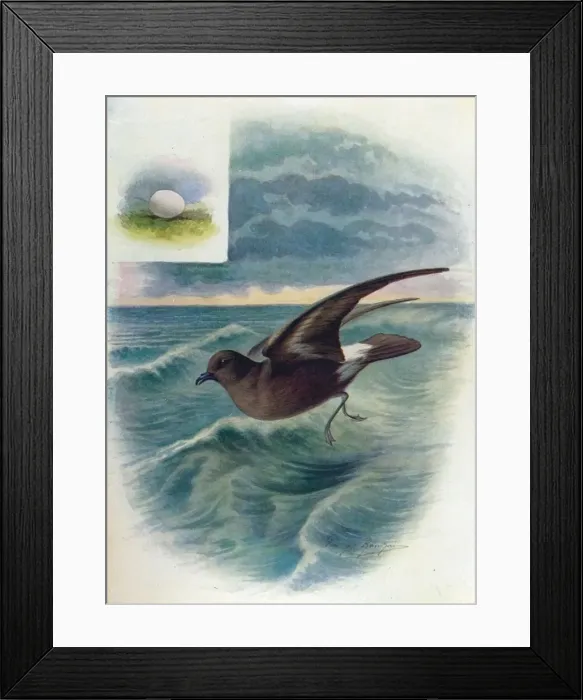 Framed Print : Storm Petrel - Procellar ia pela gica, c1910, (1910). Artist: George James Rankin Framed Print : Storm Petrel - Procellar ia pela gica, c1910, (1910). Artist: George James Rankin