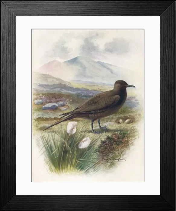 Framed Print : Arctic or Richardsons Skua - Stercorarius crepida lus, c1910, (1910). Artist: George James Rankin Framed Print : Arctic or Richardsons Skua - Stercorarius crepida lus, c1910, (1910). Artist: George James Rankin