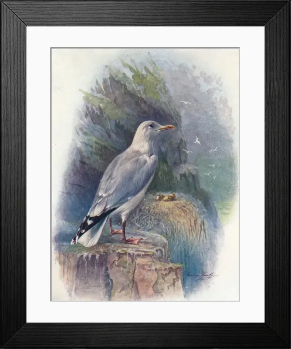 Framed Print : Herring Gull - Lar us argenta tus, c1910, (1910). Artist: George James Rankin Framed Print : Herring Gull - Lar us argenta tus, c1910, (1910). Artist: George James Rankin