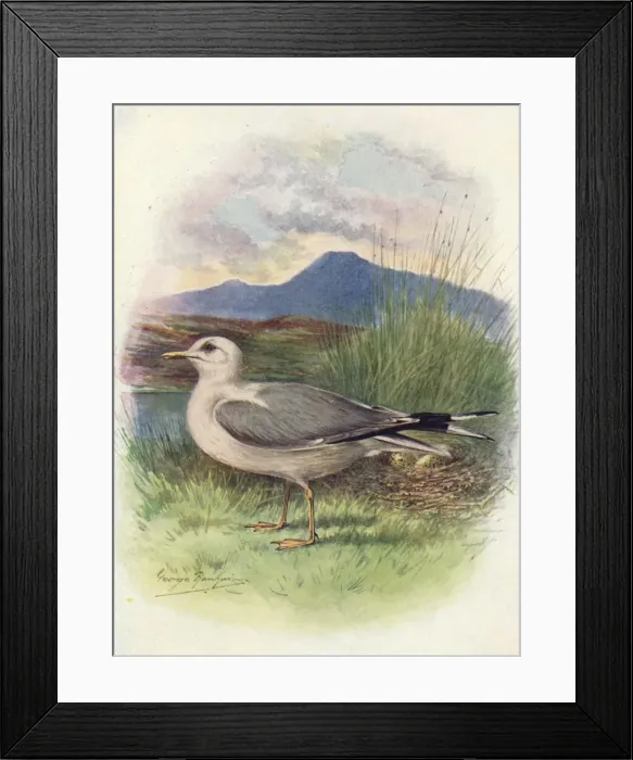 Framed Print : Common Gull - Lar us can us, c1910, (1910). Artist: George James Rankin Framed Print : Common Gull - Lar us can us, c1910, (1910). Artist: George James Rankin