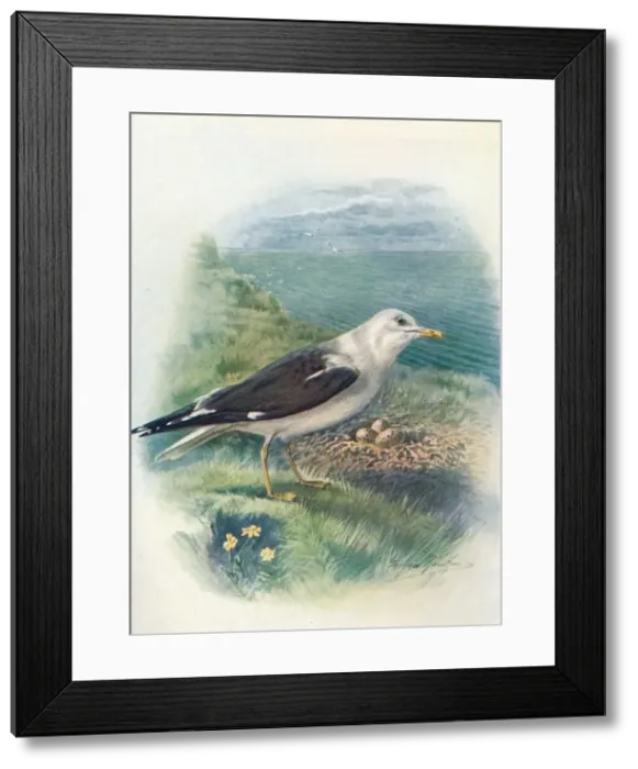 Framed Print : Lesser Black-Backed Gull - Lar us fus cus, c1910, (1910). Artist: George James Rankin Framed Print : Lesser Black-Backed Gull - Lar us fus cus, c1910, (1910). Artist: George James Rankin