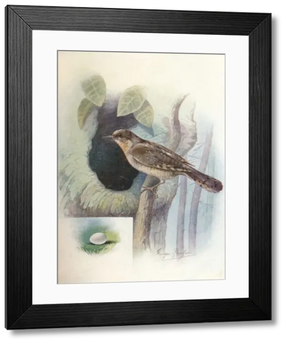 Framed Print : Wryneck - I ynx torquil la, c1910, (1910). Artist: George James Rankin Framed Print : Wryneck - I ynx torquil la, c1910, (1910). Artist: George James Rankin