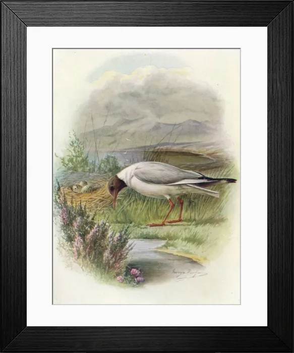 Framed Print : Black-Headed Gull - Lar us ridibun dus, c1910, (1910). Artist: George James Rankin Framed Print : Black-Headed Gull - Lar us ridibun dus, c1910, (1910). Artist: George James Rankin