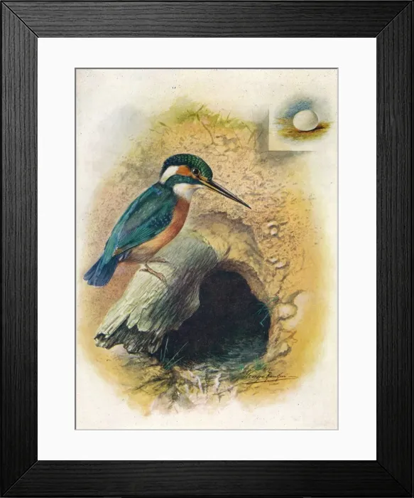 Framed Print : Kingfisher - Alce do is pida, c1910, (1910). Artist: George James Rankin Framed Print : Kingfisher - Alce do is pida, c1910, (1910). Artist: George James Rankin