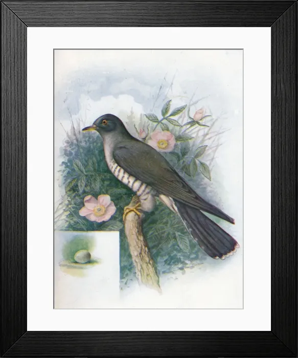 Framed Print : Cuckoo - Cuc ulus cano rus, c1910, (1910). Artist: George James Rankin Framed Print : Cuckoo - Cuc ulus cano rus, c1910, (1910). Artist: George James Rankin