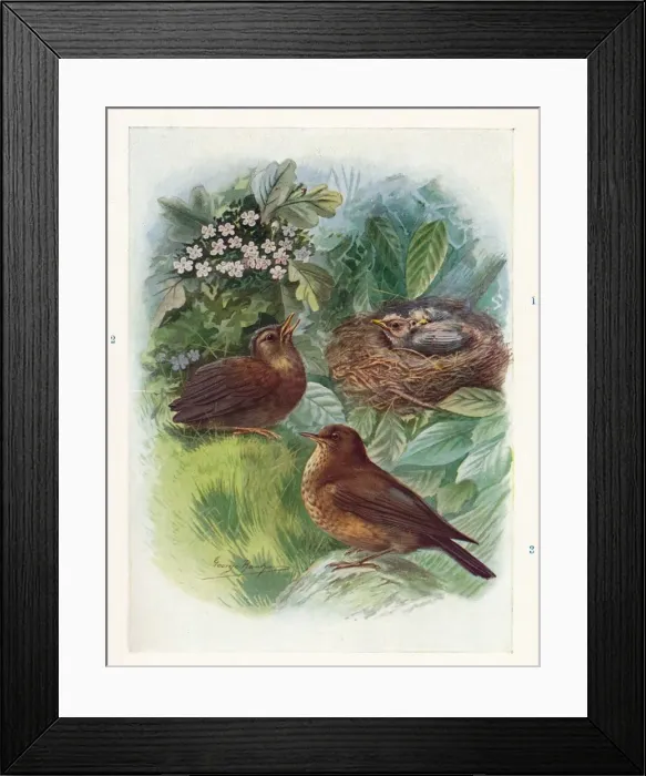 Framed Print : A Typical Nidicolous Nestling - Three Stages. Blackbird, c1910, (1910). Artist: George James Rankin Framed Print : A Typical Nidicolous Nestling - Three Stages. Blackbird, c1910, (1910). Artist: George James Rankin