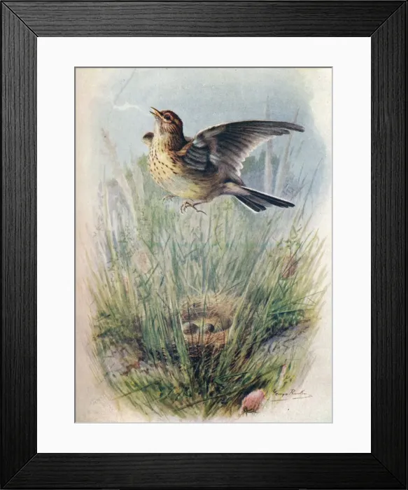 Framed Print : Skylark - Alau da arven sis, c1910, (1910). Artist: George James Rankin Framed Print : Skylark - Alau da arven sis, c1910, (1910). Artist: George James Rankin