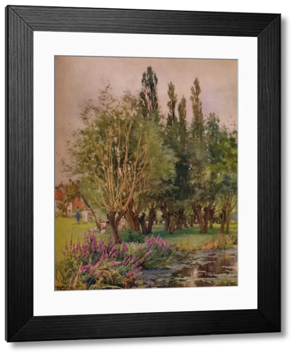 Framed Print : Purple Loosestrife, c1891. Artist: Alfred William Parsons Framed Print : Purple Loosestrife, c1891. Artist: Alfred William Parsons