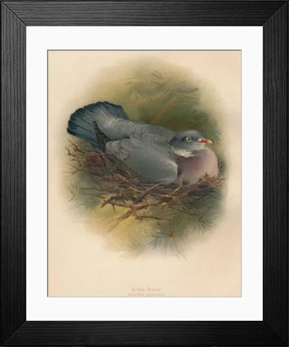 Framed Print : Ring Dove (Columbs palumbus), 1900, (1900). Artist: Charles Whymper Framed Print : Ring Dove (Columbs palumbus), 1900, (1900). Artist: Charles Whymper