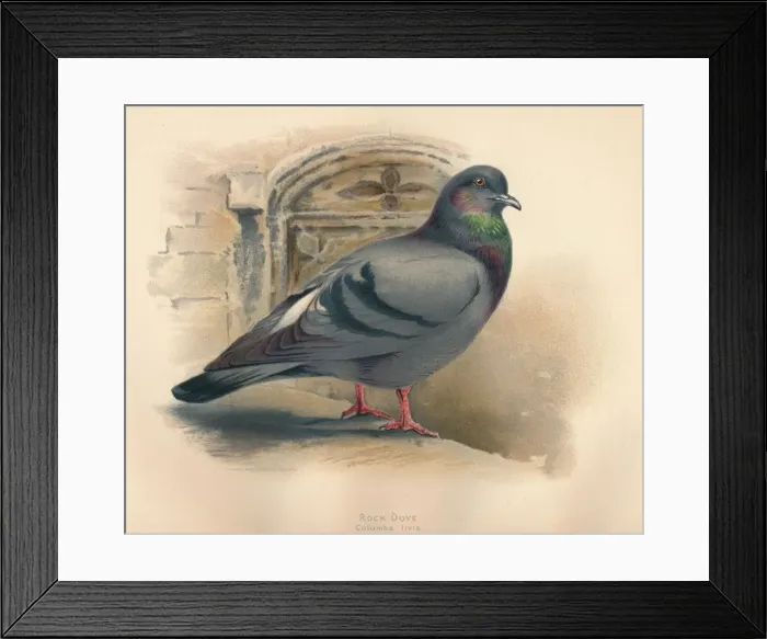 Framed Print : Rock Dove (Columba livia), c1900, (1900). Artist: Charles Whymper