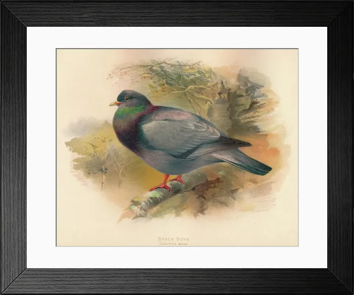 Framed Print : Stock Dove (Columba aenas), 1900, (1900). Artist: Charles Whymper Framed Print : Stock Dove (Columba aenas), 1900, (1900). Artist: Charles Whymper