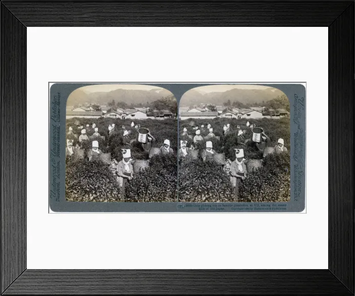 Framed Print : Girls picking tea on the famous plantation at Uji, Japan, 1904. Artist: Underwood & Underwood Framed Print : Girls picking tea on the famous plantation at Uji, Japan, 1904. Artist: Underwood & Underwood