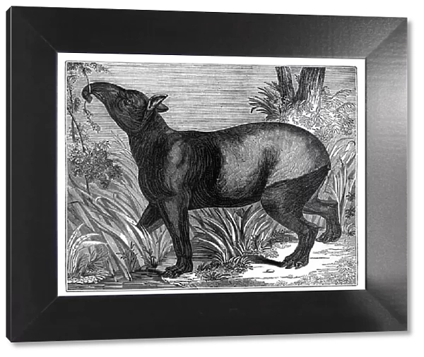 Indian Tapir, 1843. Artist: Messrs Sly and Wilson