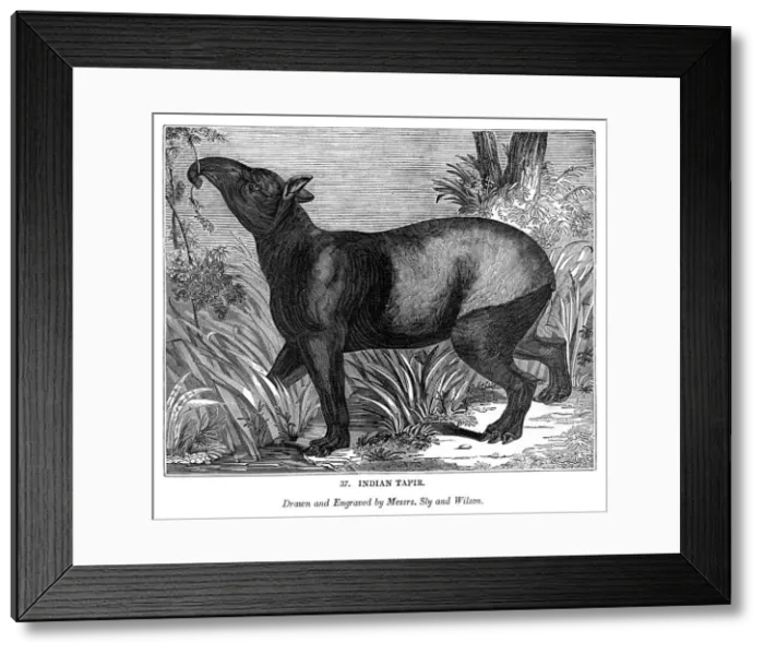 Framed Print : Indian Tapir, 1843. Artist: Messrs Sly and Wilson Framed Print : Indian Tapir, 1843. Artist: Messrs Sly and Wilson