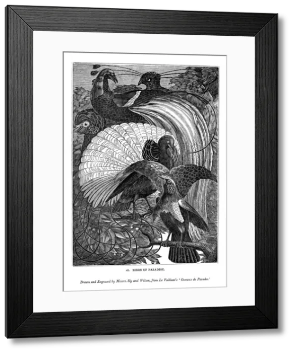 Framed Print : Birds of Paradise, c1770-1820 (1843). Artist: Messrs Sly and Wilson Framed Print : Birds of Paradise, c1770-1820 (1843). Artist: Messrs Sly and Wilson