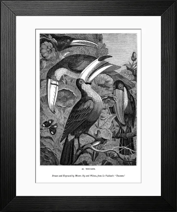 Framed Print : Toucans, c1770-1820 (1843). Artist: Messrs Sly and Wilson Framed Print : Toucans, c1770-1820 (1843). Artist: Messrs Sly and Wilson