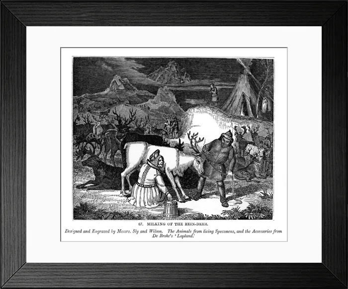 Framed Print : Milking of the Rein-deer, 1843. Artist: Messrs Sly and Wilson Framed Print : Milking of the Rein-deer, 1843. Artist: Messrs Sly and Wilson