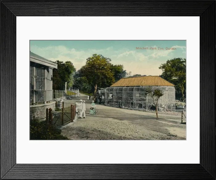 Framed Print : Mitchell Park Zoo, Durban, c1915 Framed Print : Mitchell Park Zoo, Durban, c1915