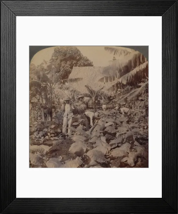 Framed Print : Cutting Tobacco - A Typical Plantation - Province of Havana, Cuba, 1899. Artist: Works and Sun Sculpture Studios Framed Print : Cutting Tobacco - A Typical Plantation - Province of Havana, Cuba, 1899. Artist: Works and Sun Sculpture Studios