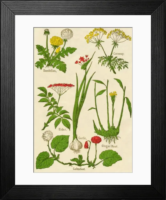 Framed Print : Flowers: Dandelion, Caraway, Elder, Garlic, Coltsfoot, Ginger Root, c1940 Framed Print : Flowers: Dandelion, Caraway, Elder, Garlic, Coltsfoot, Ginger Root, c1940