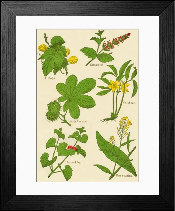 Framed Print : Flowers: Hops, Horsemint, Horse Chestnut, Hellebore, Ground Ivy, Horse-radish, c1940 Framed Print : Flowers: Hops, Horsemint, Horse Chestnut, Hellebore, Ground Ivy, Horse-radish, c1940