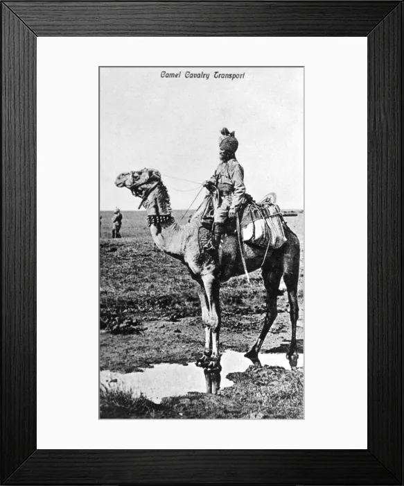 Framed Print : Camel cavalry transport, India, 20th century Framed Print : Camel cavalry transport, India, 20th century