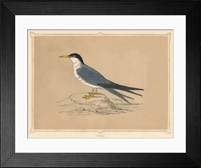 Framed Print : Tern, (Sternidae), c1850, (1856)