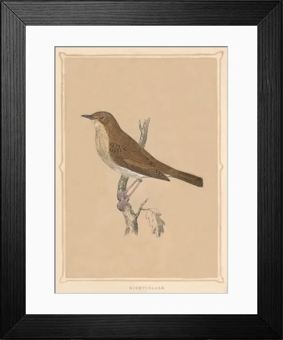 Framed Print : Nightingale, (Luscinia megarhynchos), c1850, (1856) Framed Print : Nightingale, (Luscinia megarhynchos), c1850, (1856)