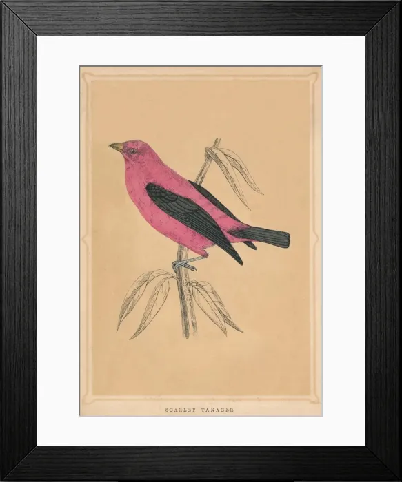 Framed Print : Scarlet Tanager, (Piranga olivacea), c1850, (1856) Framed Print : Scarlet Tanager, (Piranga olivacea), c1850, (1856)