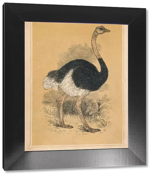 The Ostrich, (Struthio camelus), c1850, (1856)