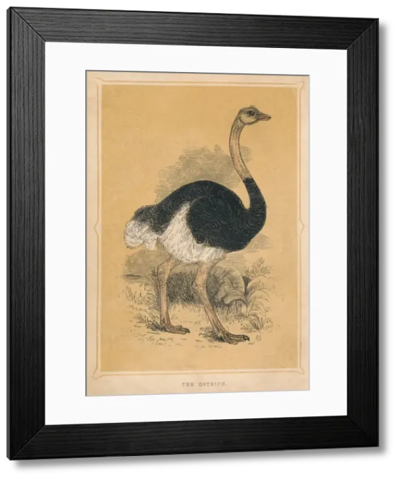 Framed Print : The Ostrich, (Struthio camelus), c1850, (1856) Framed Print : The Ostrich, (Struthio camelus), c1850, (1856)