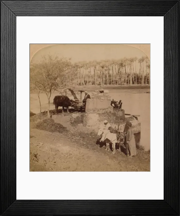 Framed Print : An Egyptian Sakiyeh, Drawing Nile Water for Irrigation, Egypt, 1896 Framed Print : An Egyptian Sakiyeh, Drawing Nile Water for Irrigation, Egypt, 1896