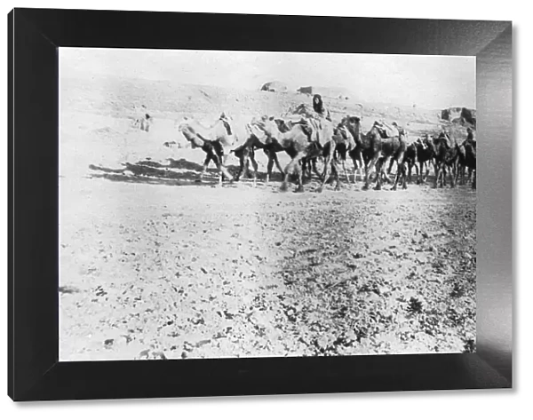 Camel train, Mosul, Mesopotamia, 1918