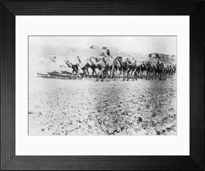 Framed Print : Camel train, Mosul, Mesopotamia, 1918 Framed Print : Camel train, Mosul, Mesopotamia, 1918