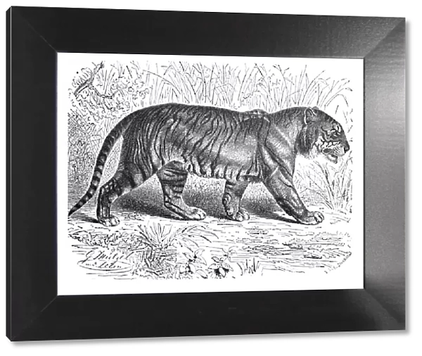 Bengal Tiger, c1900. Artist: Helena J. Maguire