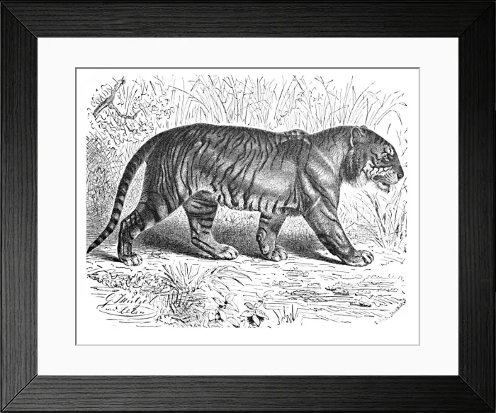 Framed Print : Bengal Tiger, c1900. Artist: Helena J. Maguire Framed Print : Bengal Tiger, c1900. Artist: Helena J. Maguire